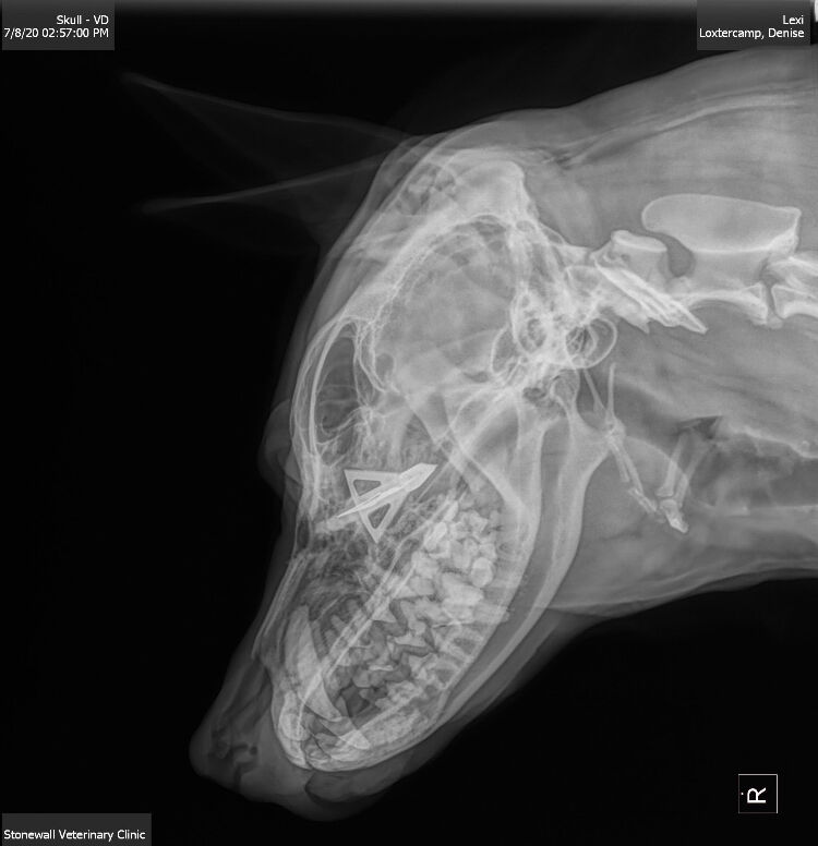 Miracle dog - scan